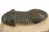 Paralejurus Trilobite Fossil - Lghaft, Morocco #312774-3